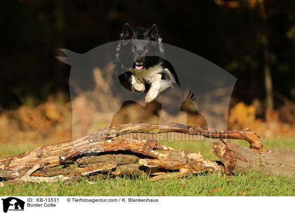 Border Collie / Border Collie / KB-13531