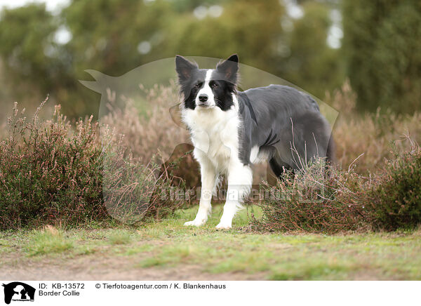 Border Collie / Border Collie / KB-13572