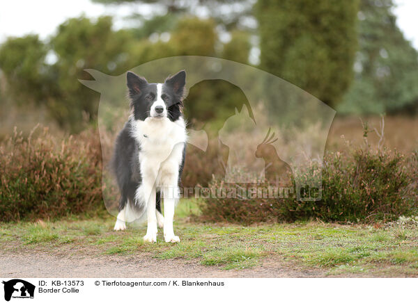 Border Collie / KB-13573