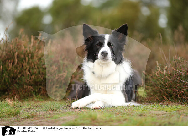 Border Collie / Border Collie / KB-13574