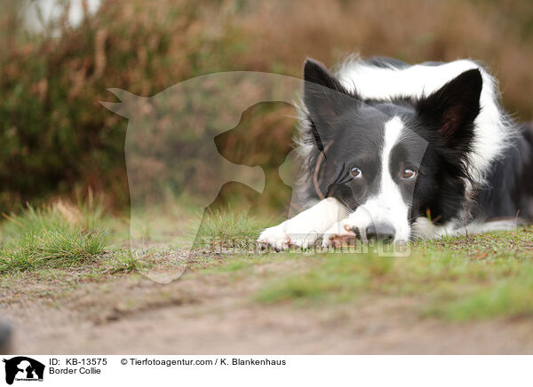 Border Collie / Border Collie / KB-13575