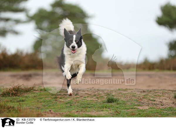 Border Collie / Border Collie / KB-13579