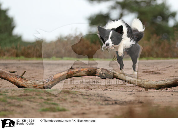 Border Collie / Border Collie / KB-13581