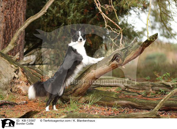 Border Collie / Border Collie / KB-13587