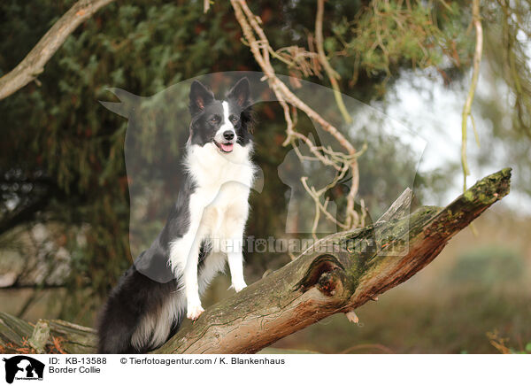 Border Collie / Border Collie / KB-13588