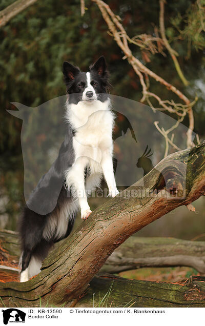 Border Collie / Border Collie / KB-13590