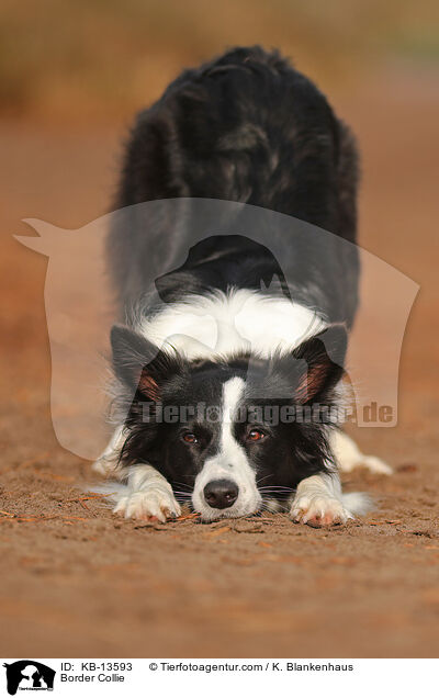 Border Collie / Border Collie / KB-13593