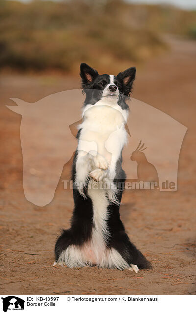 Border Collie / Border Collie / KB-13597