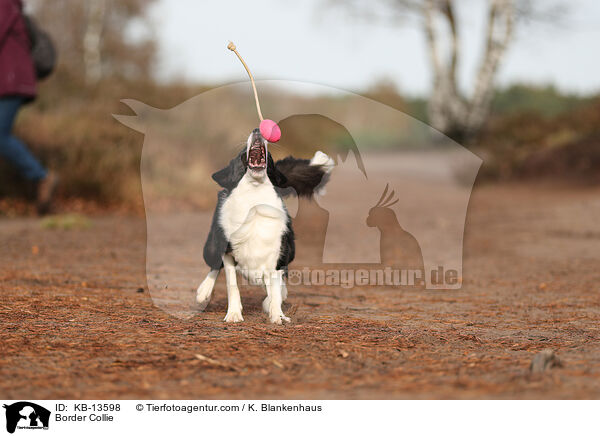 Border Collie / Border Collie / KB-13598