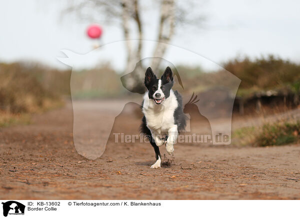 Border Collie / Border Collie / KB-13602