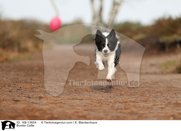 Border Collie / Border Collie / KB-13604