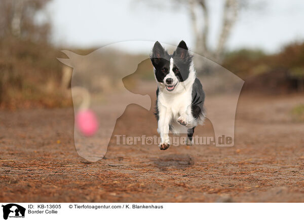 Border Collie / Border Collie / KB-13605