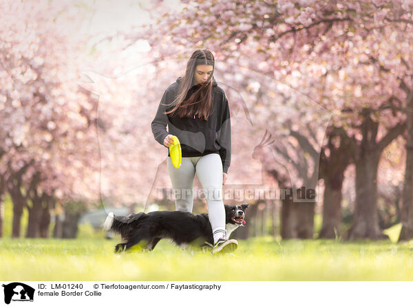 Border Collie Hndin / female Border Collie / LM-01240