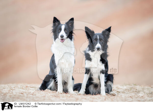 Border Collie Hndin / female Border Collie / LM-01242