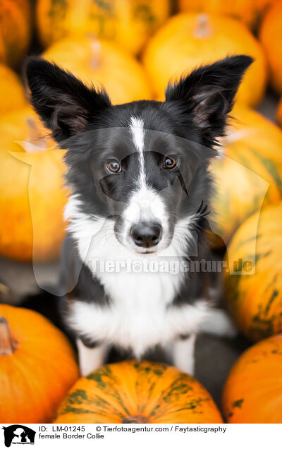 Border Collie Hndin / female Border Collie / LM-01245