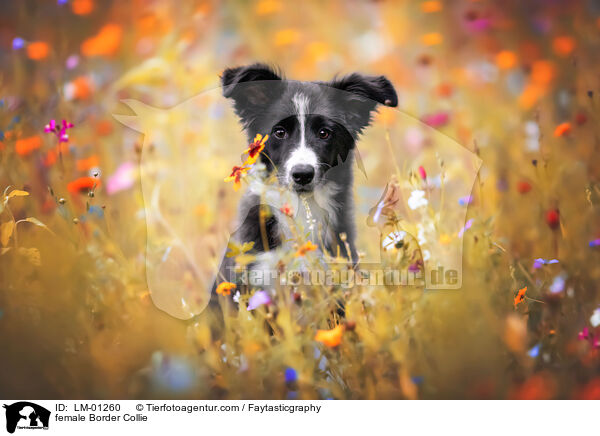 Border Collie Hndin / female Border Collie / LM-01260