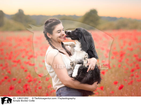 Border Collie Hndin / female Border Collie / LM-01262