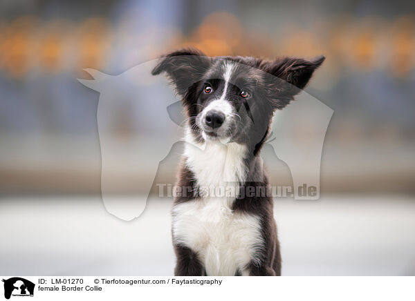 female Border Collie / LM-01270