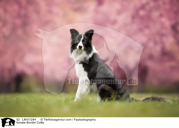 Border Collie Hndin / female Border Collie / LM-01284