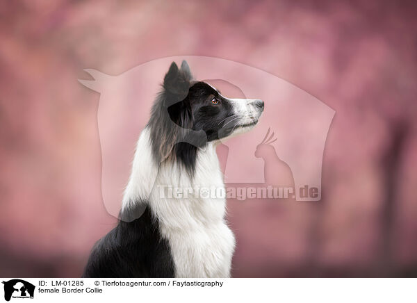 Border Collie Hndin / female Border Collie / LM-01285