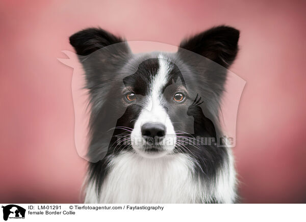 female Border Collie / LM-01291