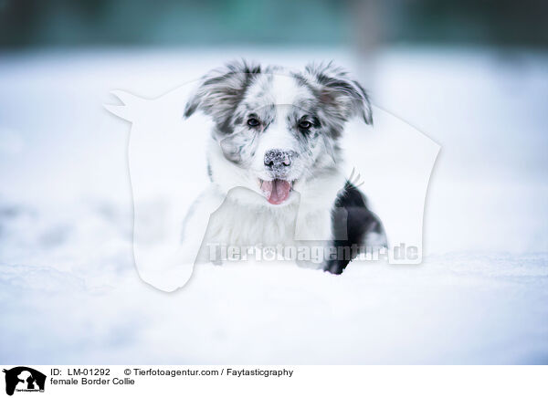 Border Collie Hndin / female Border Collie / LM-01292