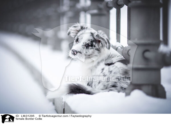 Border Collie Hndin / female Border Collie / LM-01295
