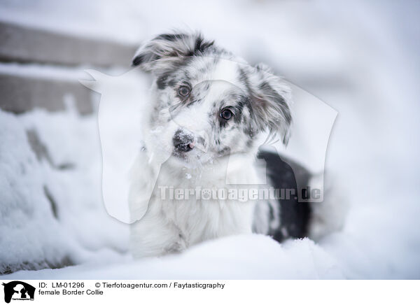 female Border Collie / LM-01296