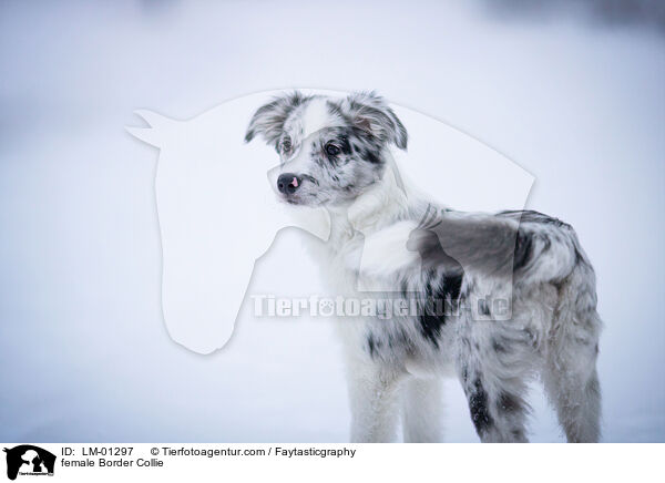 female Border Collie / LM-01297