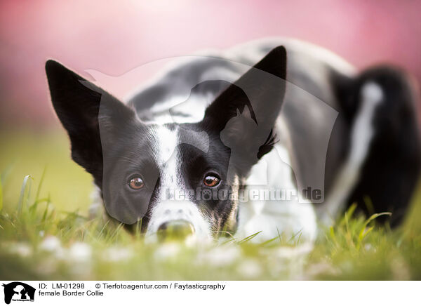 Border Collie Hndin / female Border Collie / LM-01298