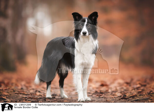 female Border Collie / LM-01299