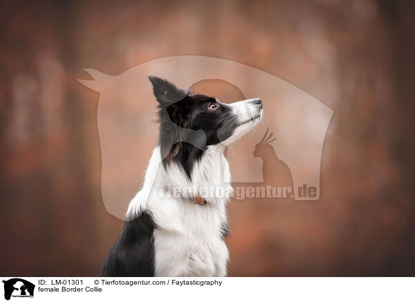 female Border Collie / LM-01301