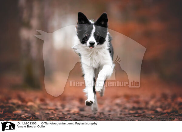 female Border Collie / LM-01303