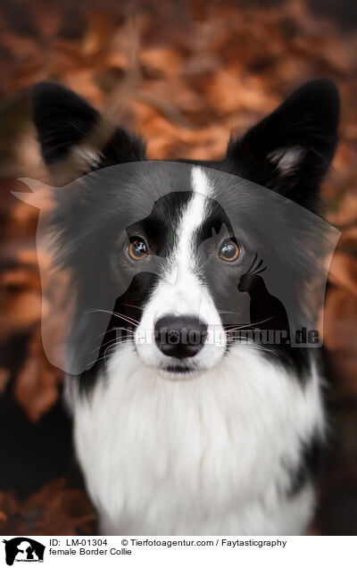 female Border Collie / LM-01304