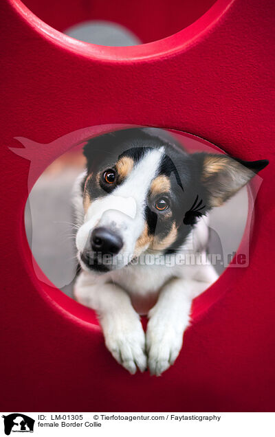 female Border Collie / LM-01305
