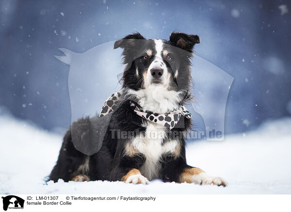 Border Collie Hndin / female Border Collie / LM-01307