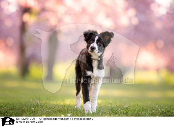 female Border Collie / LM-01309