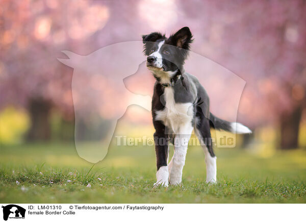 female Border Collie / LM-01310