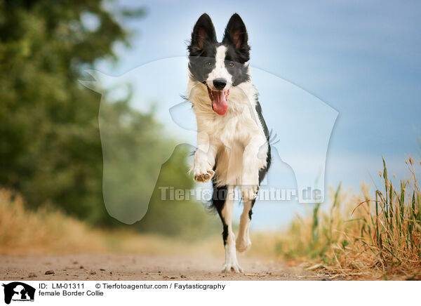 female Border Collie / LM-01311
