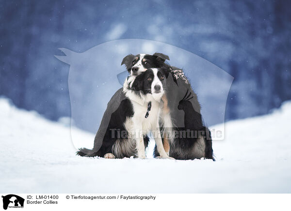 Border Collies / LM-01400