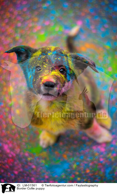 Border Collie Welpe / Border Collie puppy / LM-01561