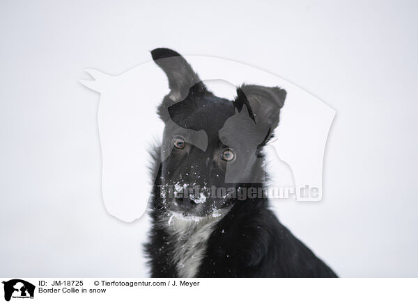Border Collie im Schnee / Border Collie in snow / JM-18725