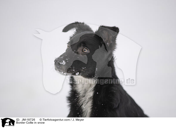 Border Collie in snow / JM-18726