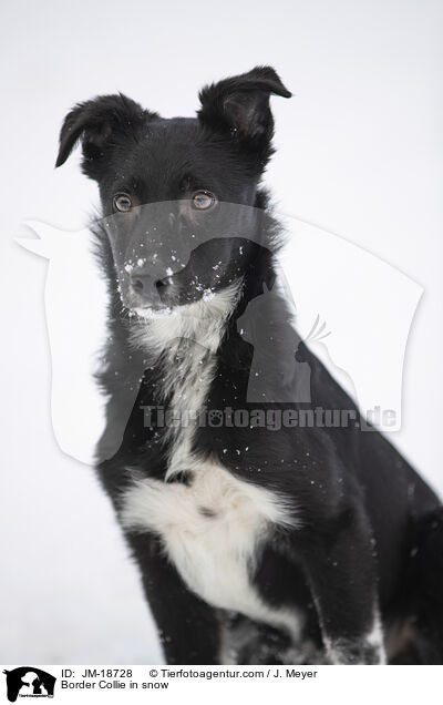 Border Collie im Schnee / Border Collie in snow / JM-18728
