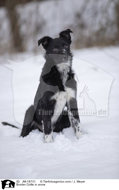 Border Collie im Schnee / Border Collie in snow / JM-18731