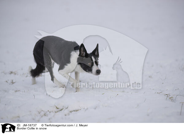 Border Collie im Schnee / Border Collie in snow / JM-18737
