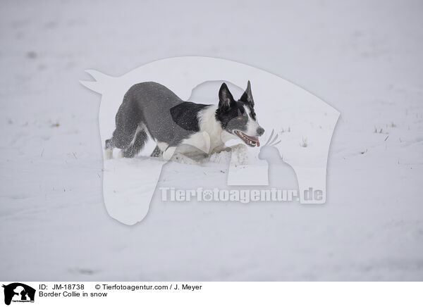 Border Collie im Schnee / Border Collie in snow / JM-18738