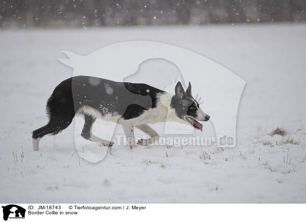 Border Collie im Schnee / Border Collie in snow / JM-18743
