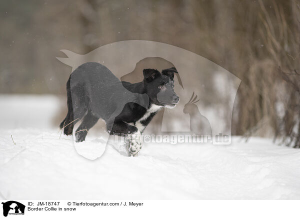 Border Collie im Schnee / Border Collie in snow / JM-18747