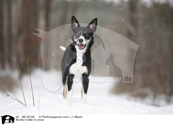 Border Collie in snow / JM-18748